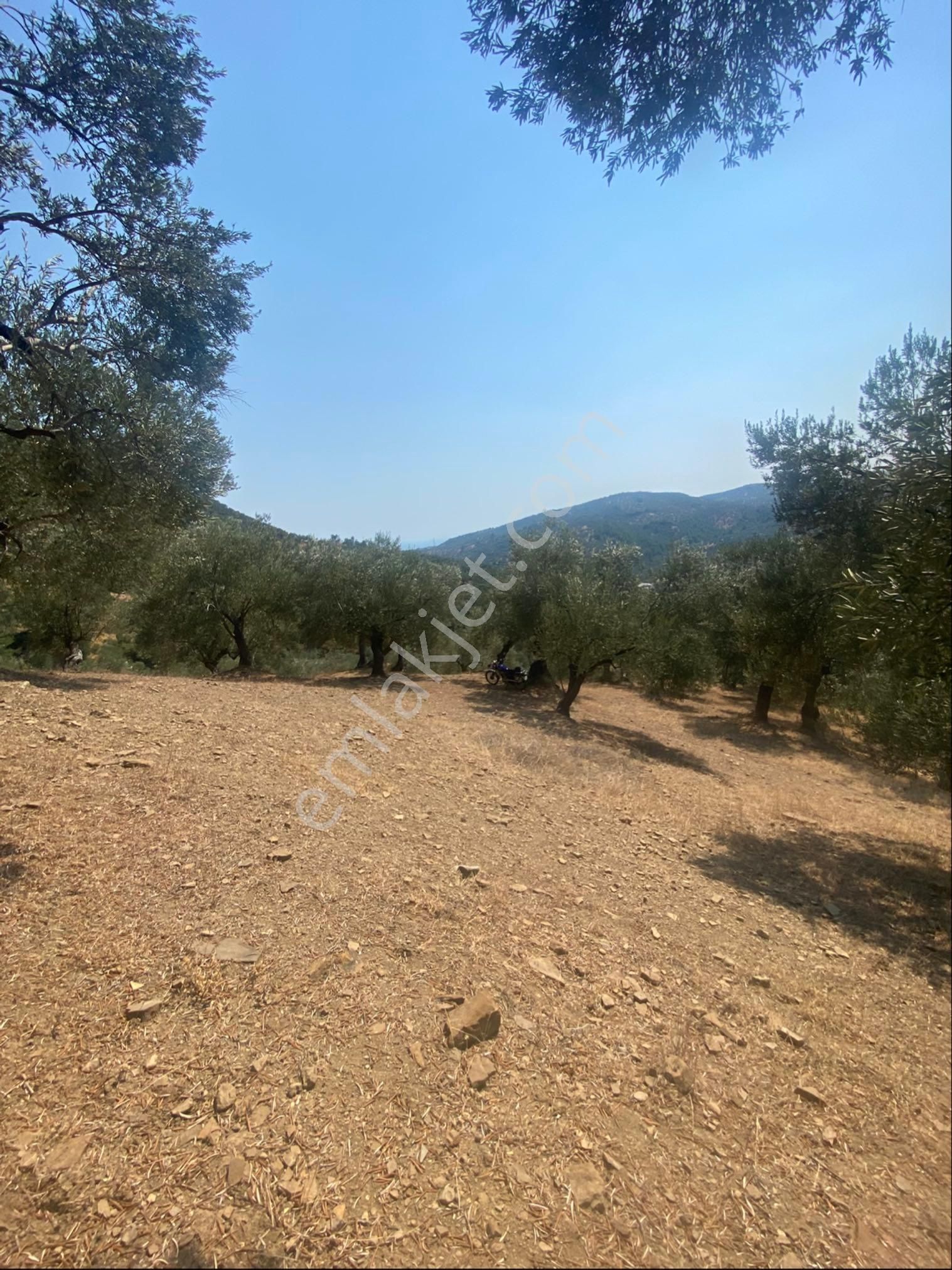 Kücükkuyu Adatepe Mevki Kelepir Zeytinlık - Görsel 2