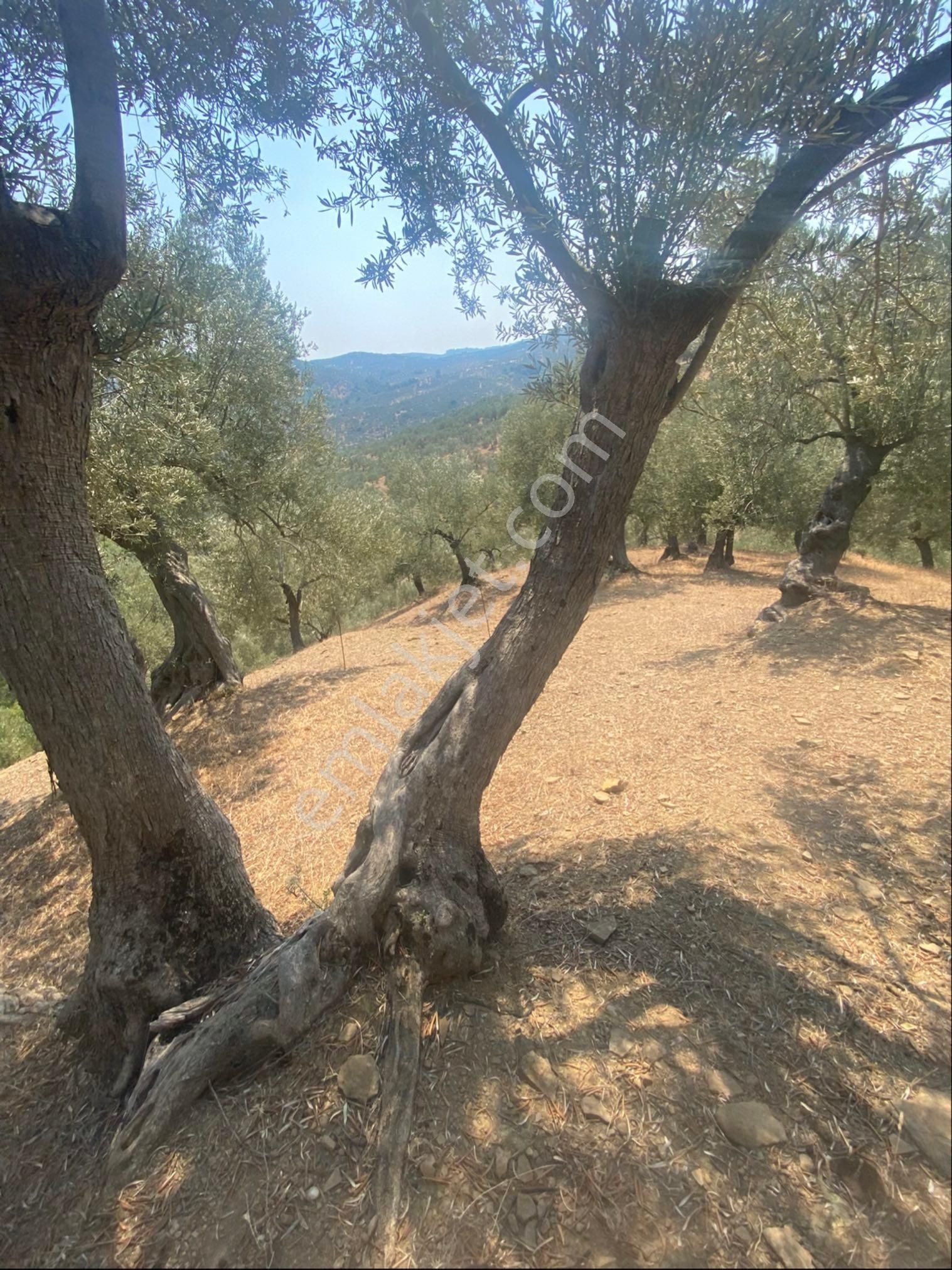 Kücükkuyu Adatepe Mevki Kelepir Zeytinlık - Görsel 12