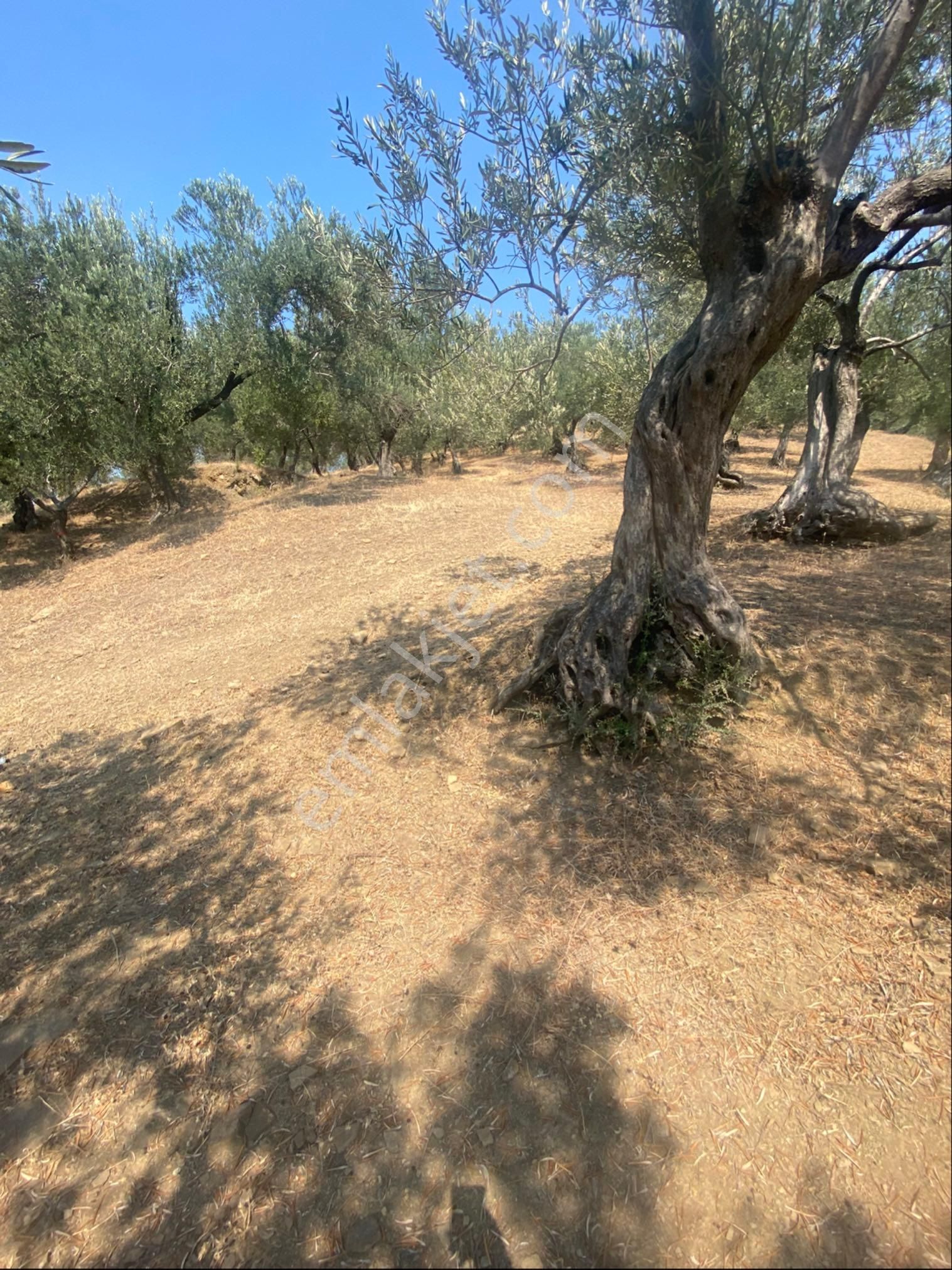 Kücükkuyu Adatepe Mevki Kelepir Zeytinlık - Görsel 3