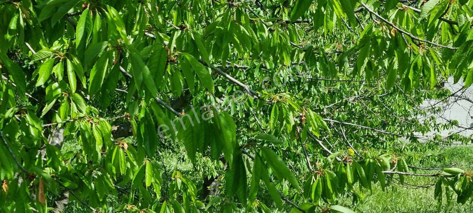 Ankara Ayaş Da Satılık İmarlı Arsa