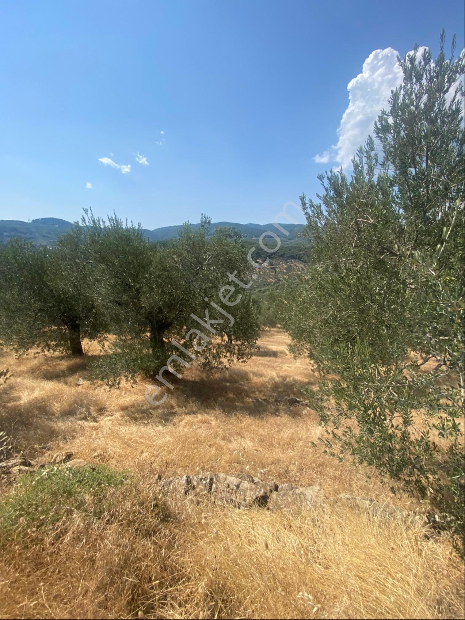 Küçükkuyu Kücükçetmi Kelepir Zeytinlık - Görsel 3