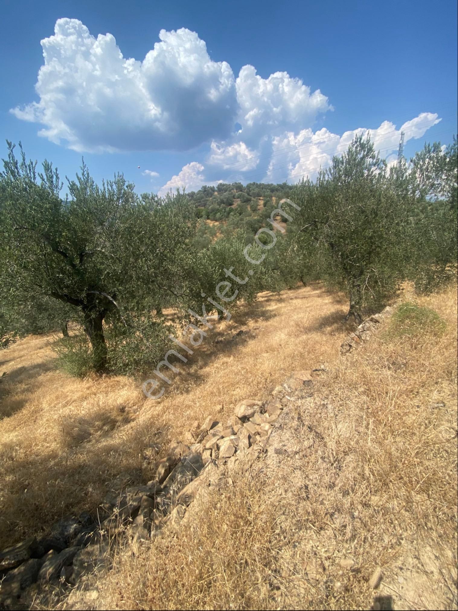 Küçükkuyu Kücükçetmi Kelepir Zeytinlık - Görsel 8