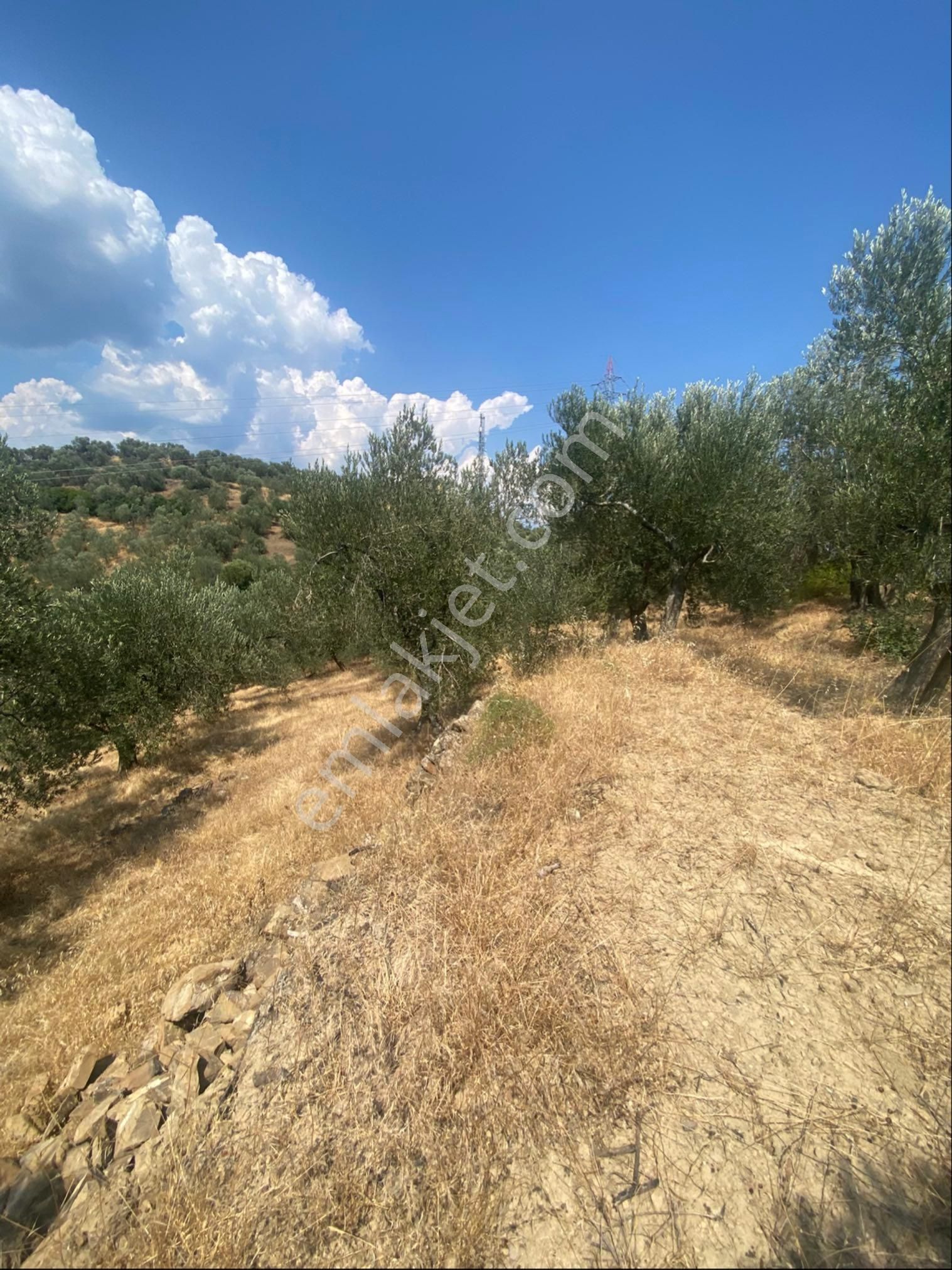 Küçükkuyu Kücükçetmi Kelepir Zeytinlık - Görsel 7