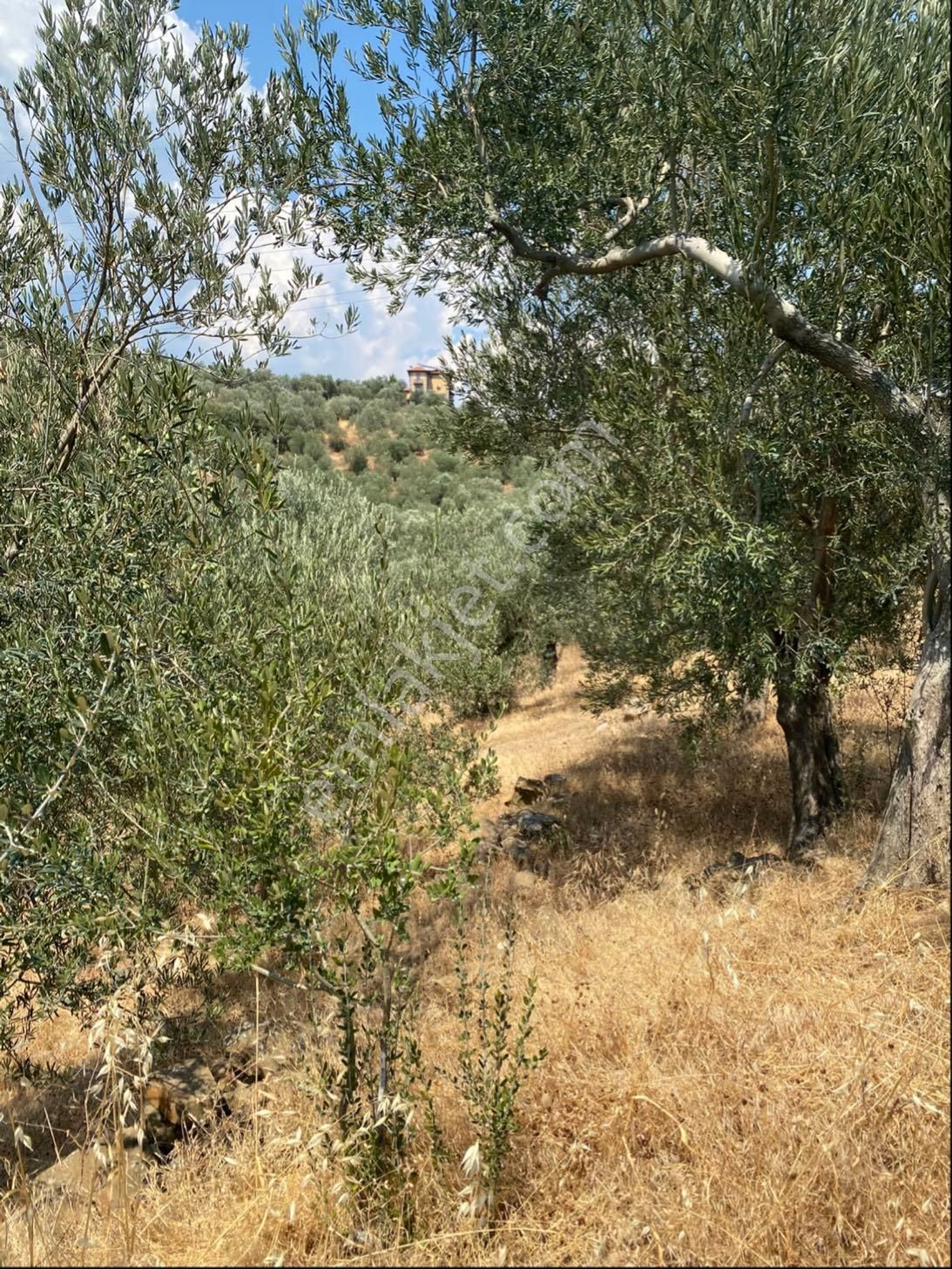 Küçükkuyu Kücükçetmi Kelepir Zeytinlık - Görsel 4