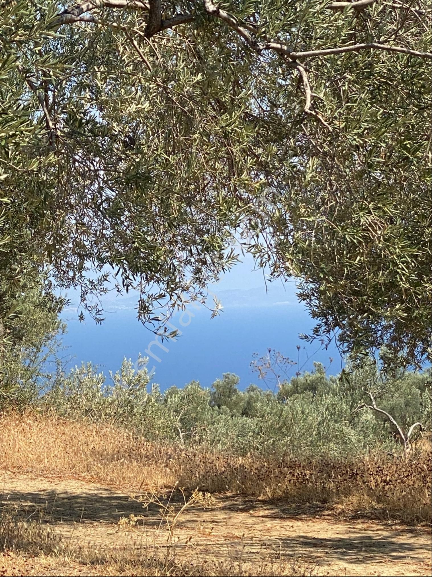 Küçükkuyu Kücükçetmi Kelepir Zeytinlık - Görsel 2