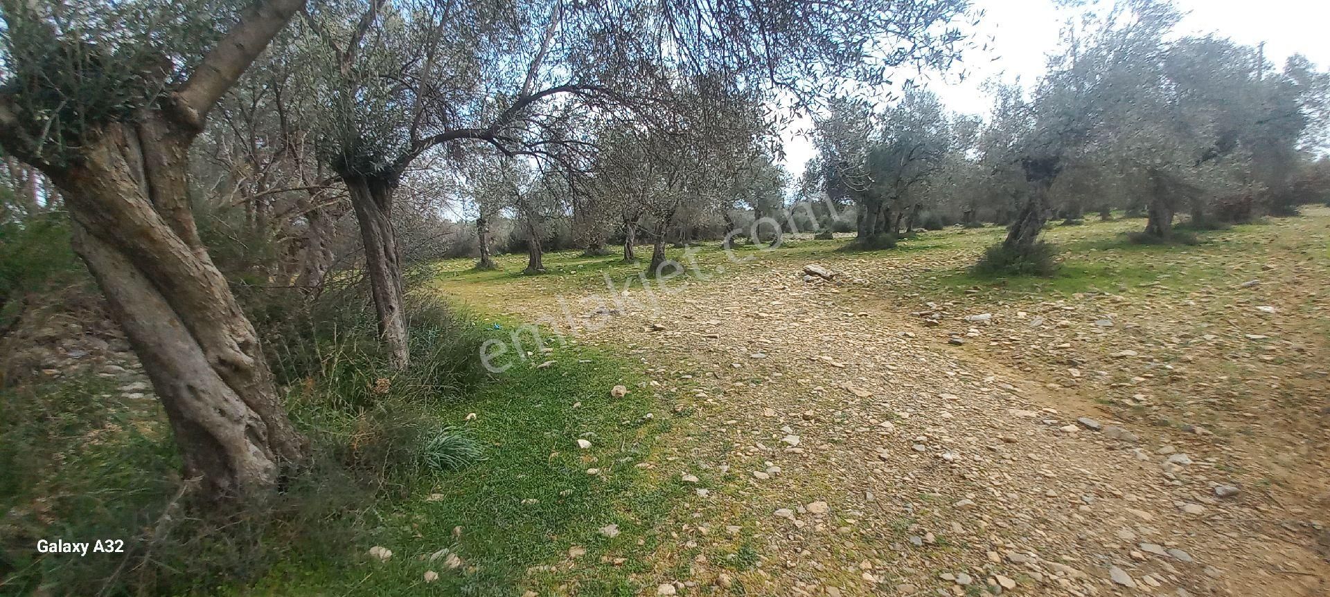 Işıkhan Emlaktan Akçay Kızılkeçili Arası Bakımlı Harika Konumda Zeytinlik - Görsel 5