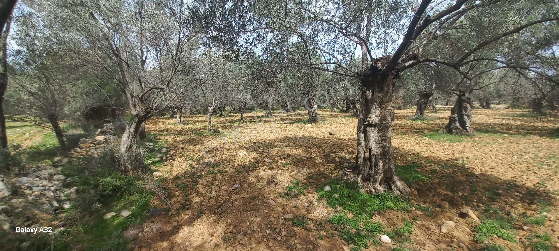 Işıkhan Emlaktan Akçay Kızılkeçili Arası Bakımlı Harika Konumda Zeytinlik - Görsel 10