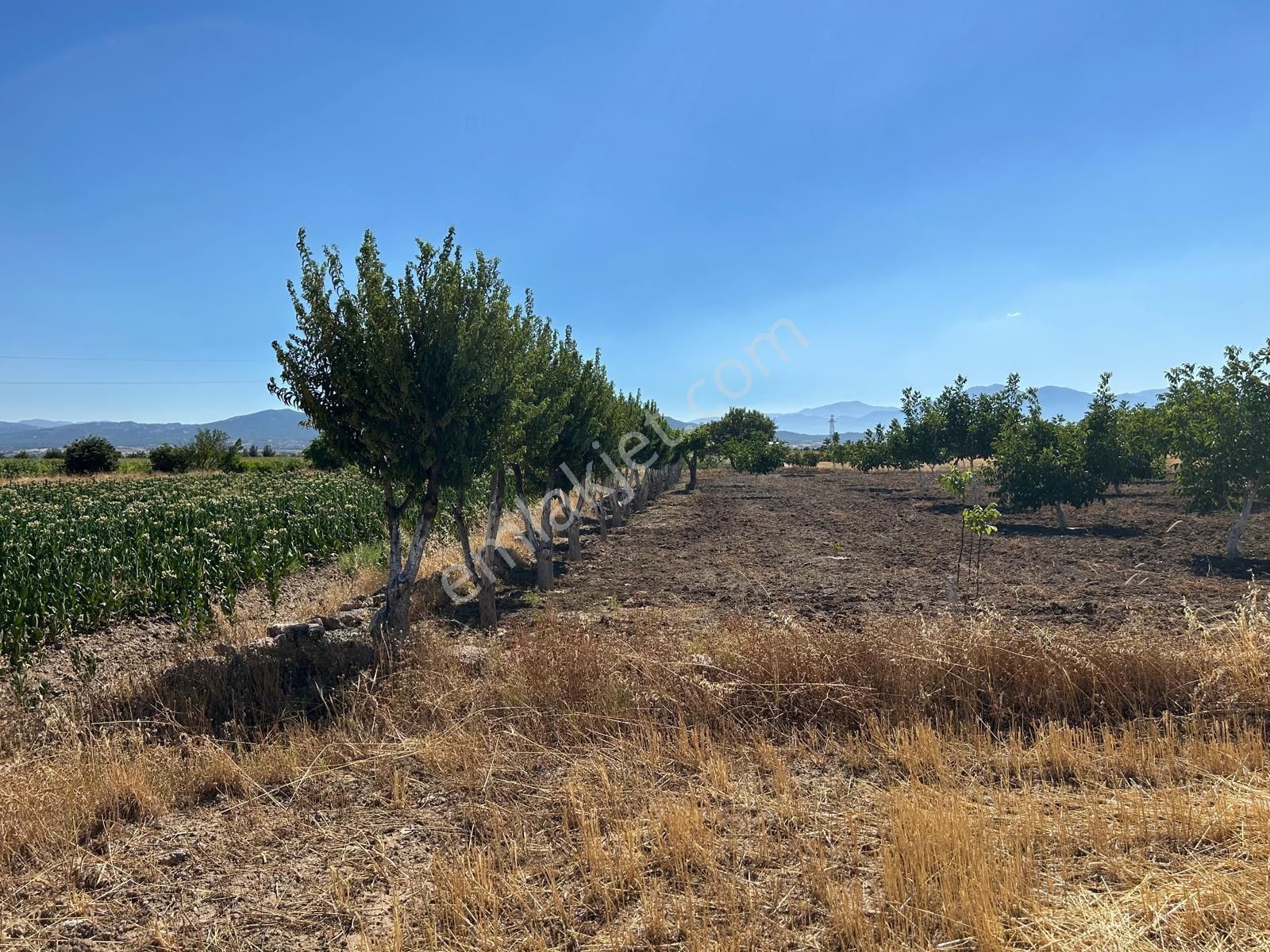 Altun’dan Satılık 6 Dönüm Ceviz Bahçesi Ve 70 M2 Ruhsatlı Ev! - Görsel 9