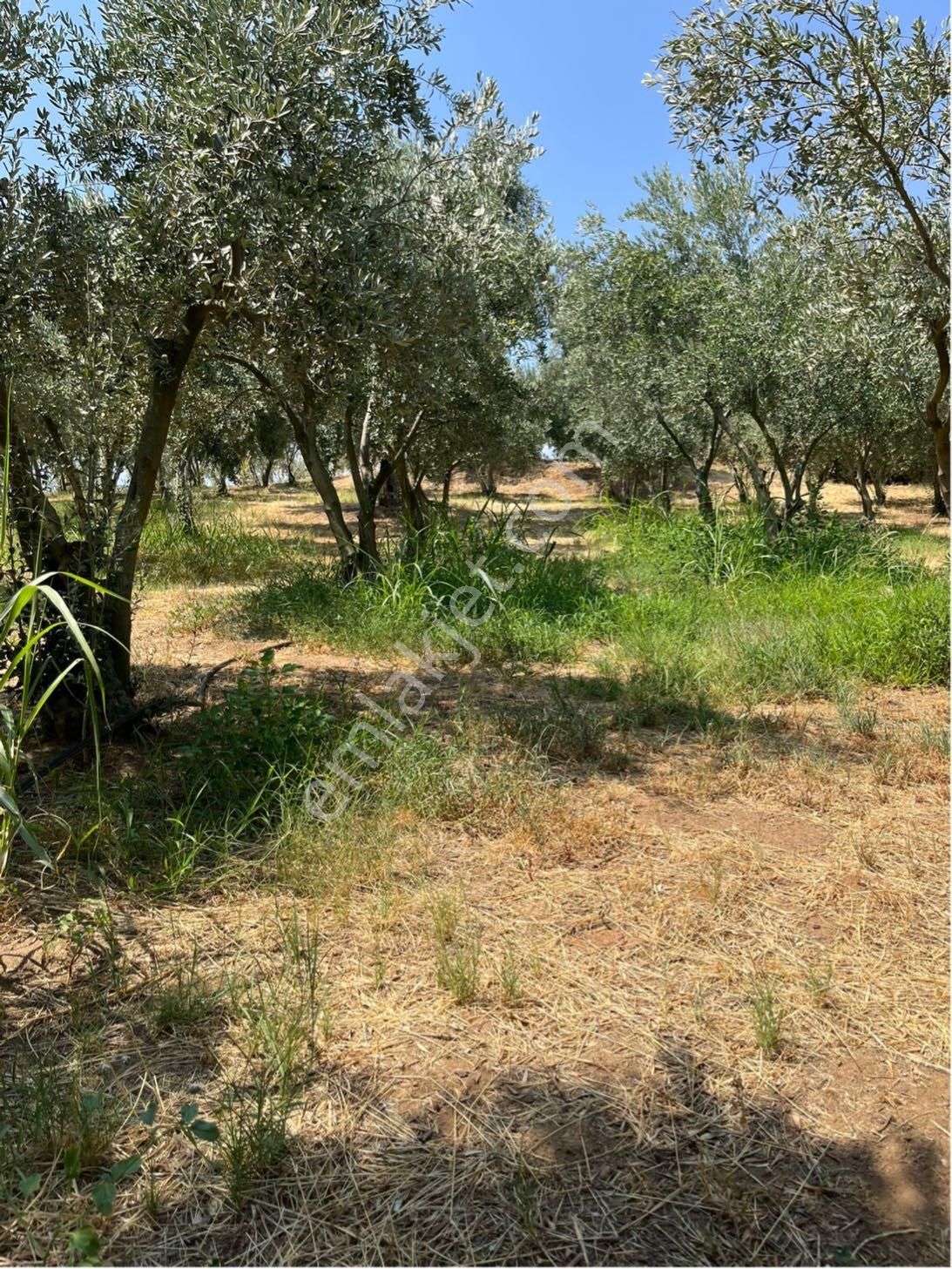 Satılık Zeytinlik – Ödemiş Datbey - Görsel 4