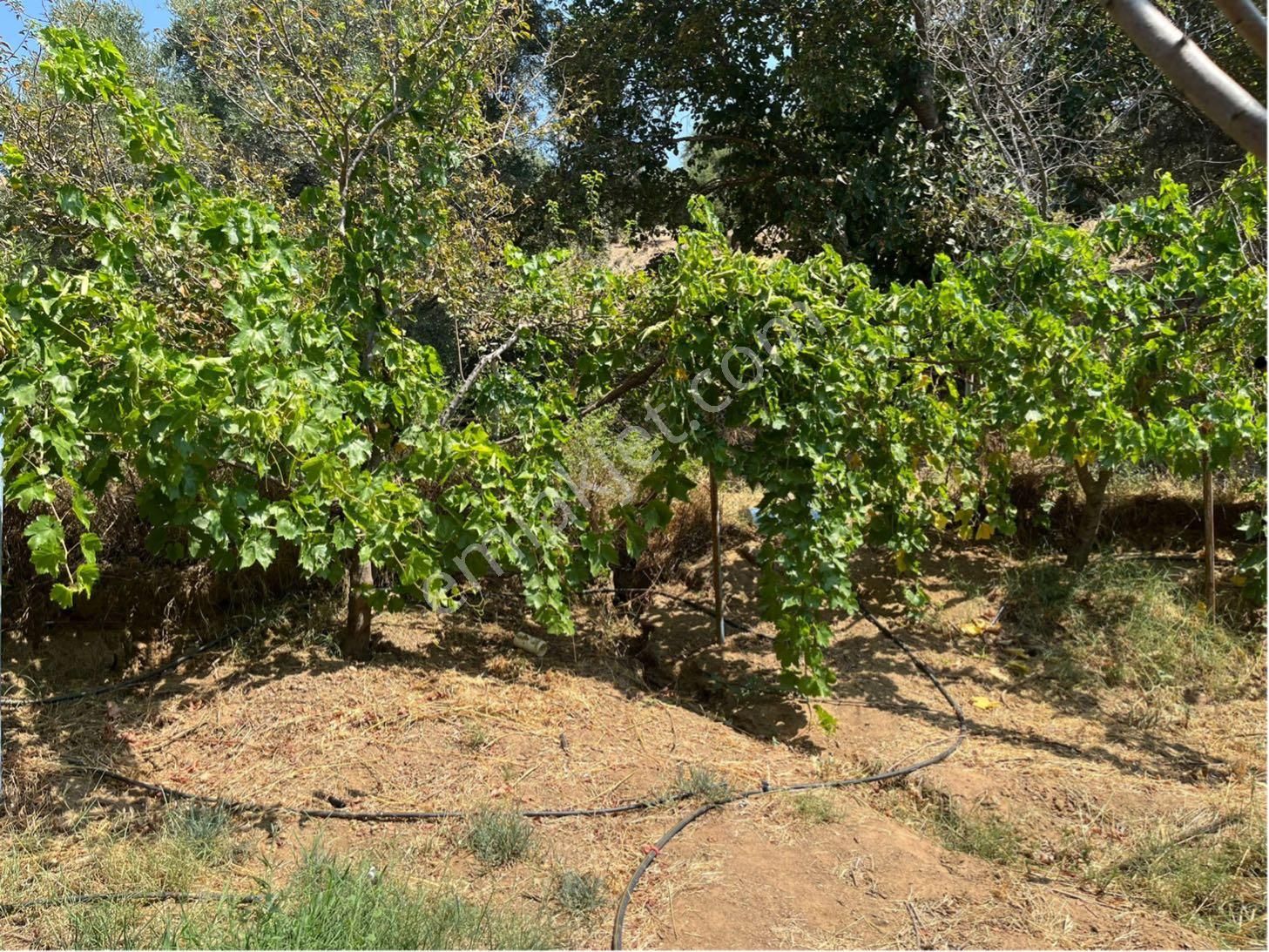 Satılık Zeytinlik – Ödemiş Datbey - Görsel 16