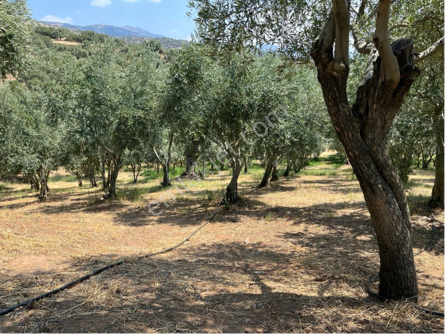 Satılık Zeytinlik – Ödemiş Datbey - Görsel 2