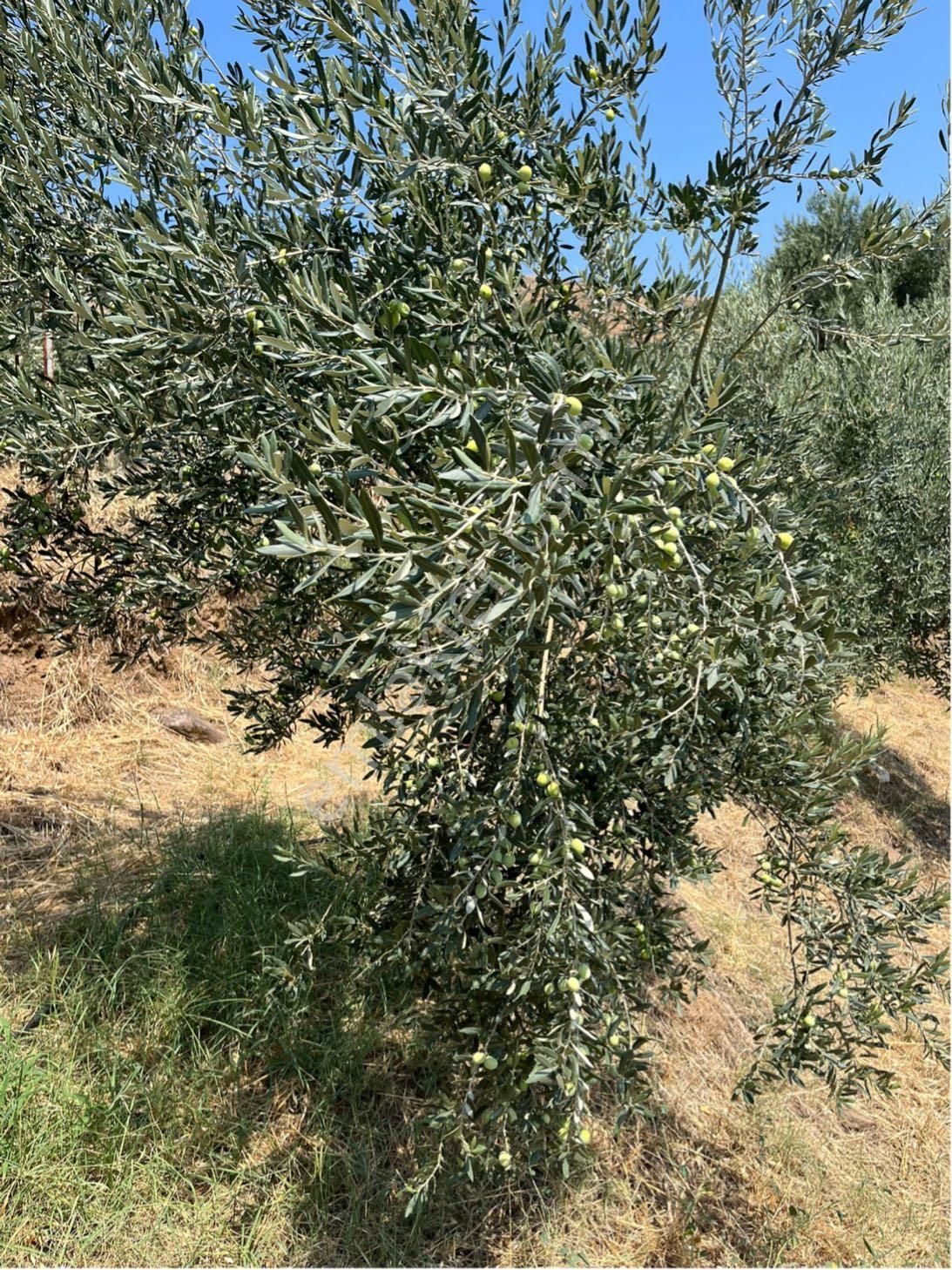 Satılık Zeytinlik – Ödemiş Datbey - Görsel 15