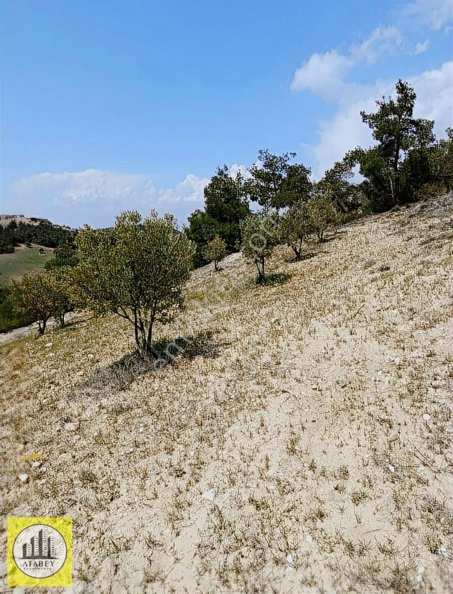 Atabey'den Pamukkale Kurtluca'da Satılık Zeytinlik - Görsel 20