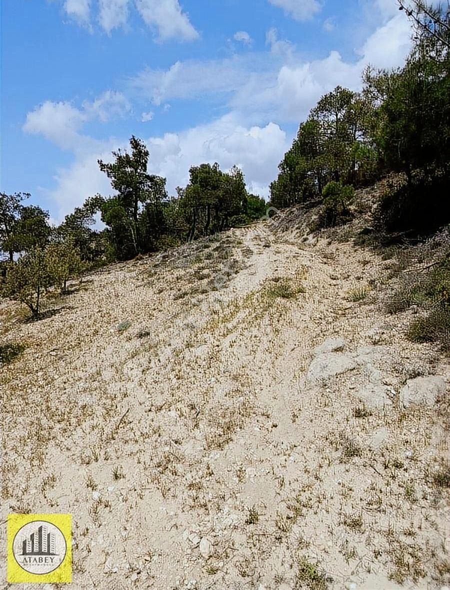 Atabey'den Pamukkale Kurtluca'da Satılık Zeytinlik - Görsel 11