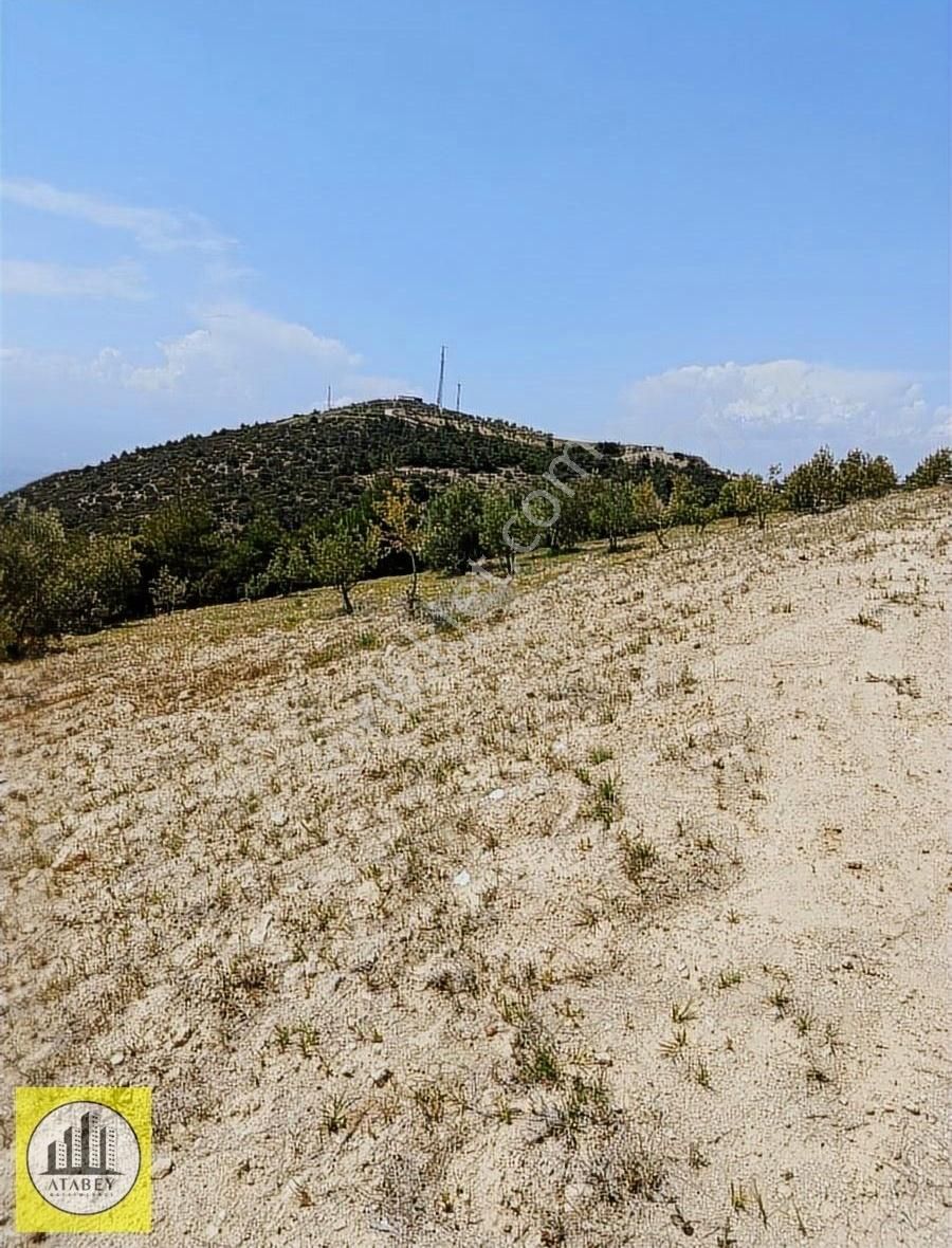 Atabey'den Pamukkale Kurtluca'da Satılık Zeytinlik - Görsel 13