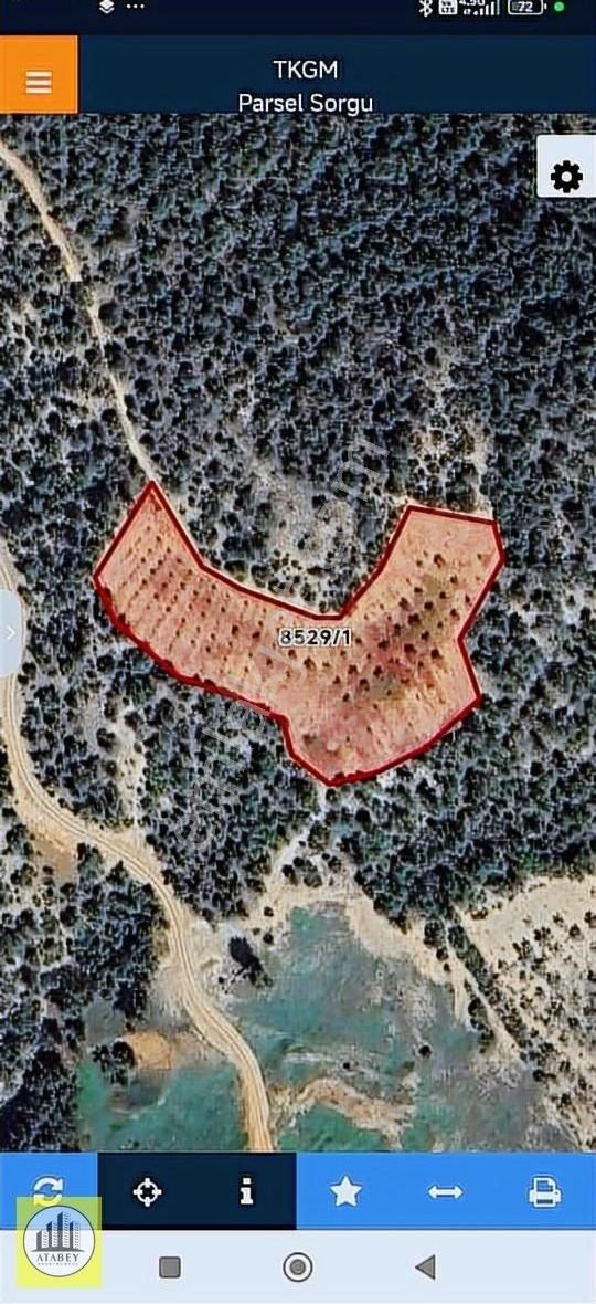 Atabey'den Pamukkale Kurtluca'da Satılık Zeytinlik - Görsel 3