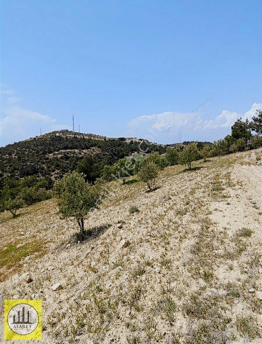 Atabey'den Pamukkale Kurtluca'da Satılık Zeytinlik - Görsel 18