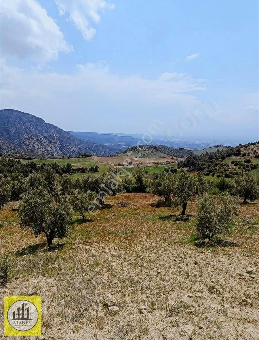 Atabey'den Pamukkale Kurtluca'da Satılık Zeytinlik - Görsel 14