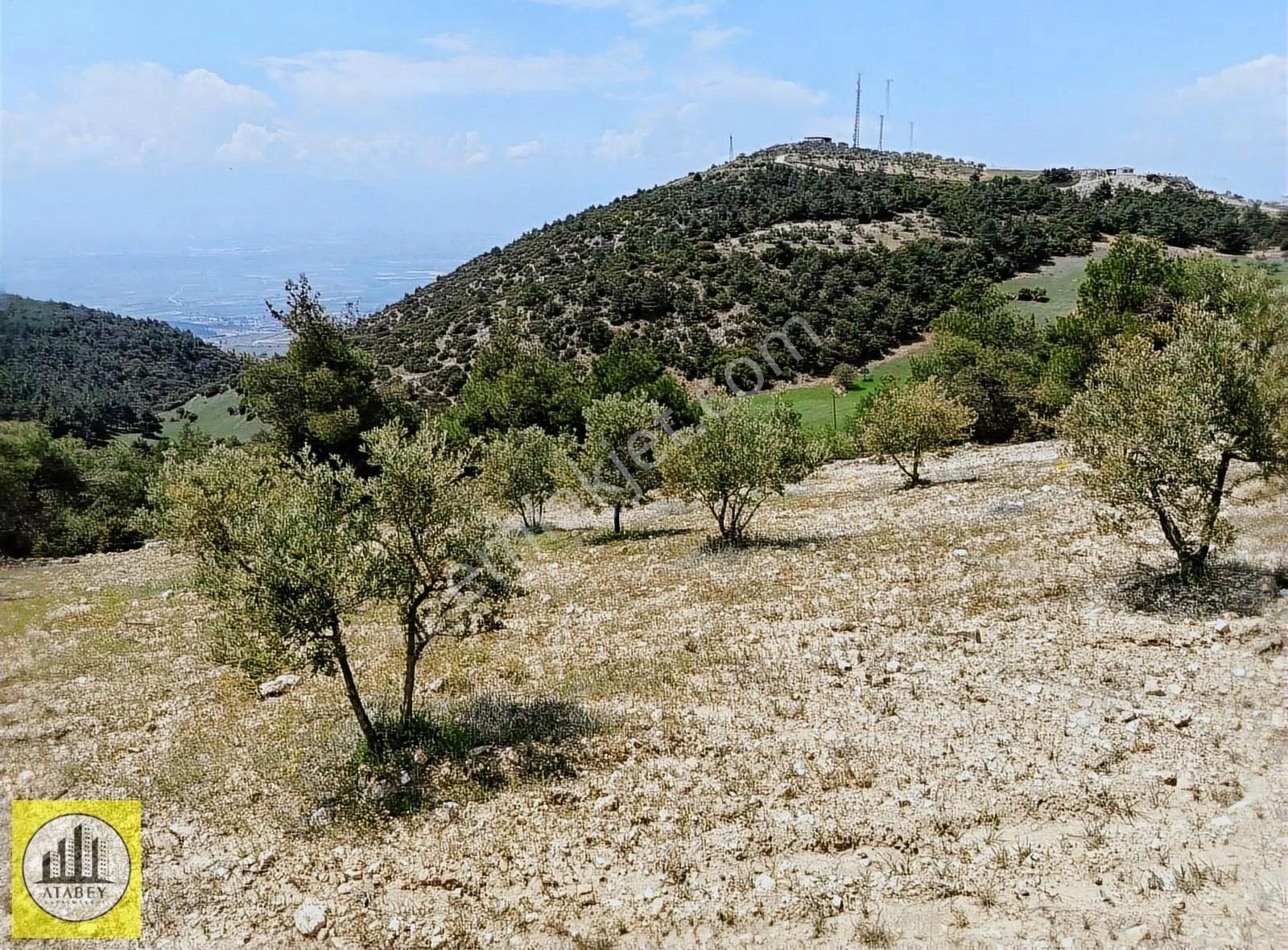 Atabey'den Pamukkale Kurtluca'da Satılık Zeytinlik - Görsel 10