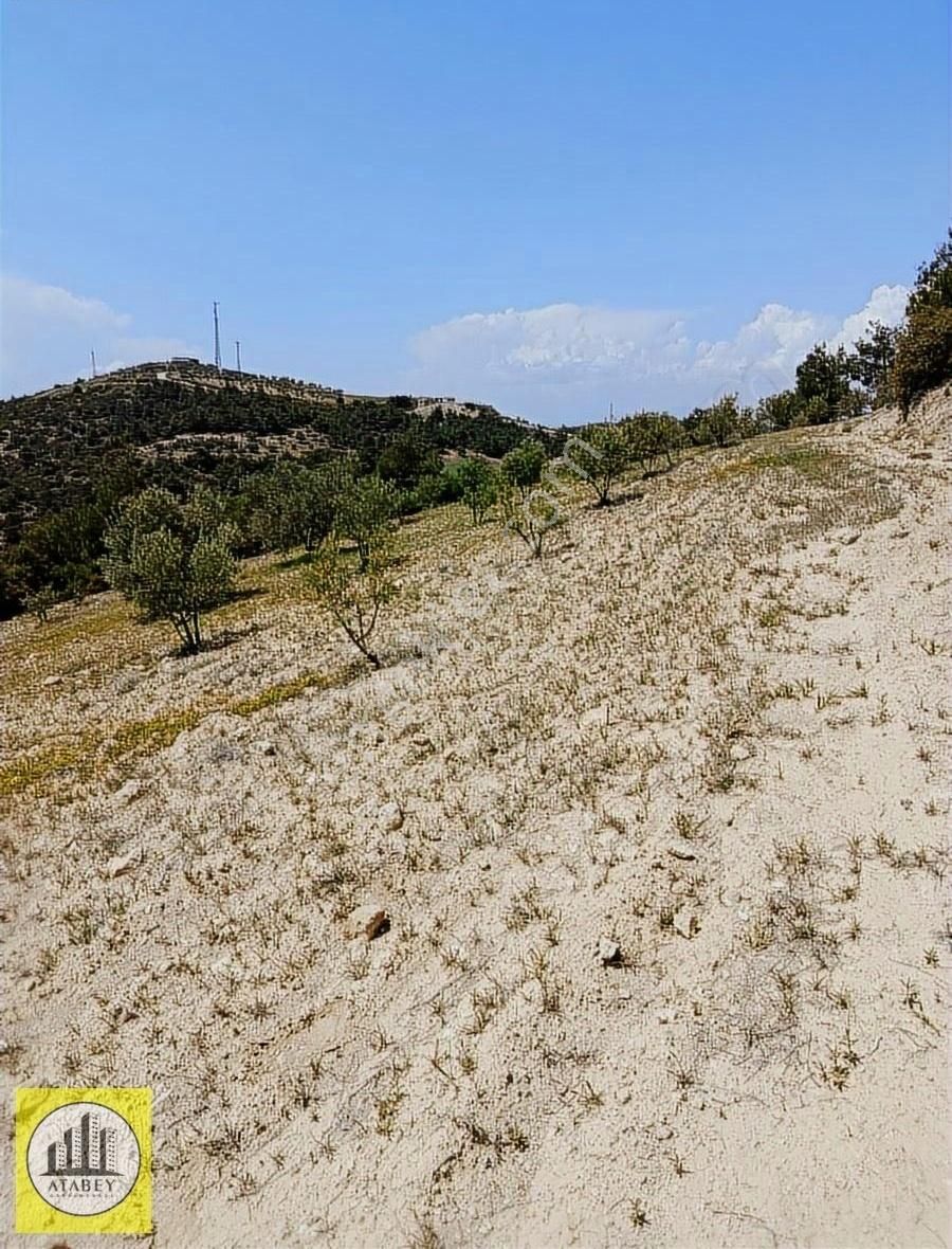 Atabey'den Pamukkale Kurtluca'da Satılık Zeytinlik - Görsel 7
