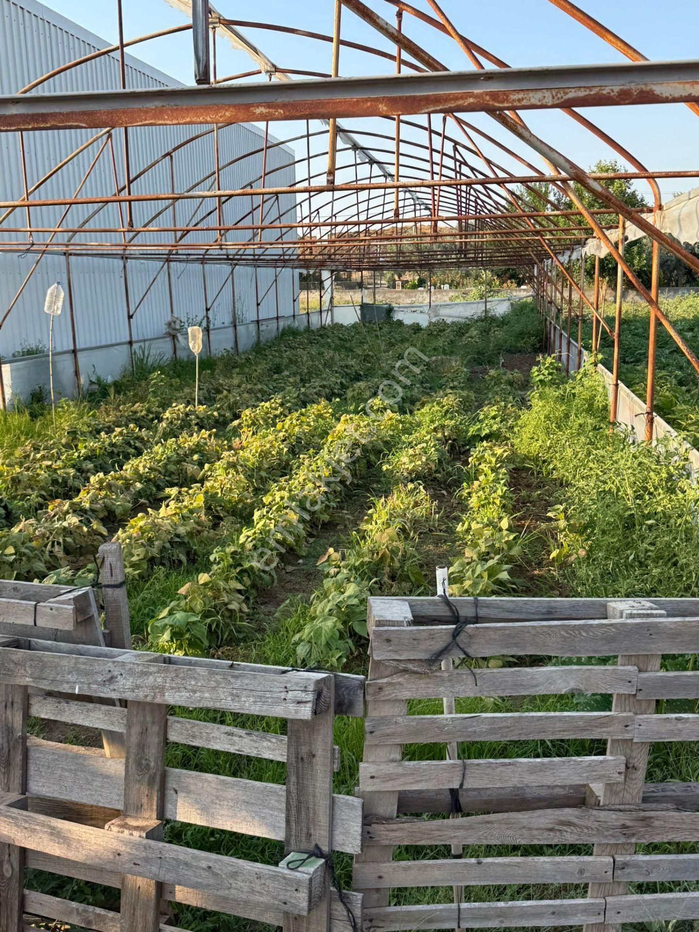 Bnd İdolden Satılık 279 M2 Köye Yakın Asvalta Cepheli
