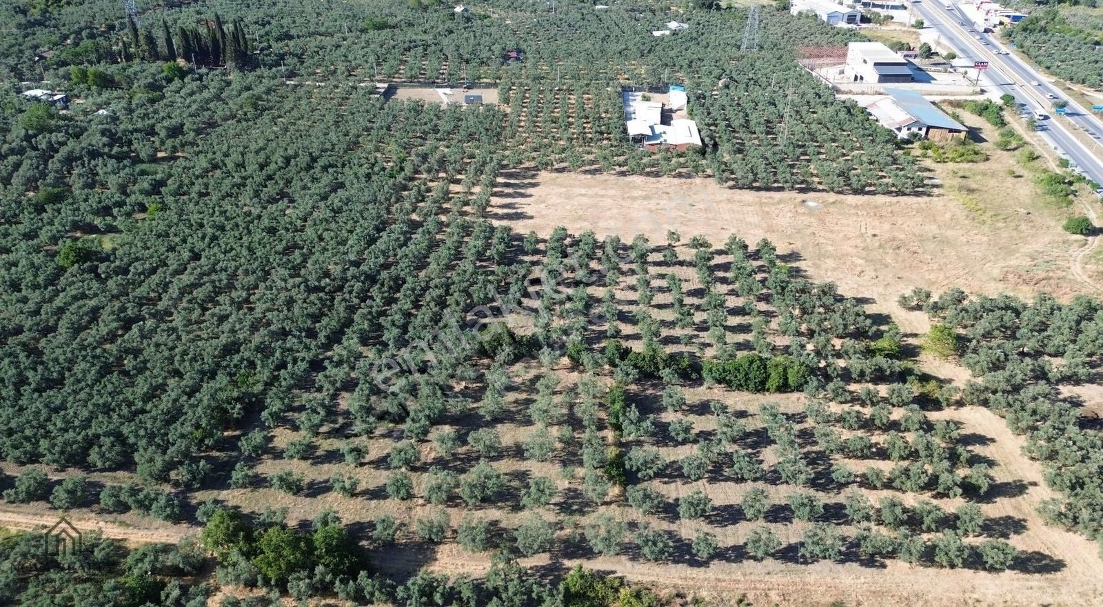 Nova Realty'den Çeltikçi'de Muhteşem Lokasyonlu Zeytinlik - Görsel 3