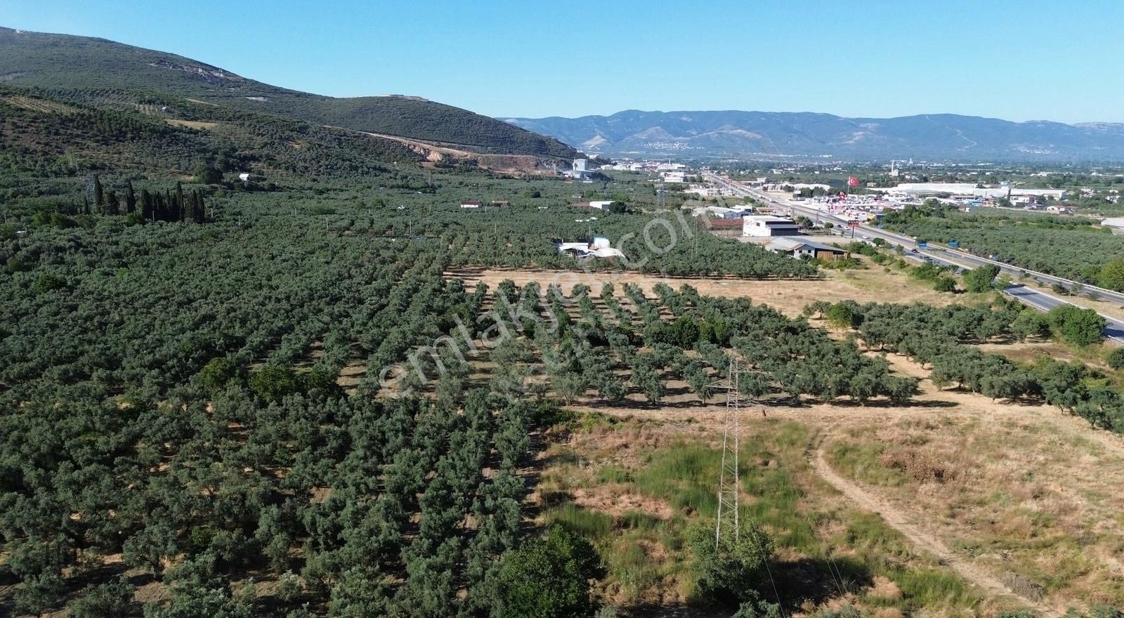 Nova Realty'den Çeltikçi'de Muhteşem Lokasyonlu Zeytinlik - Görsel 4