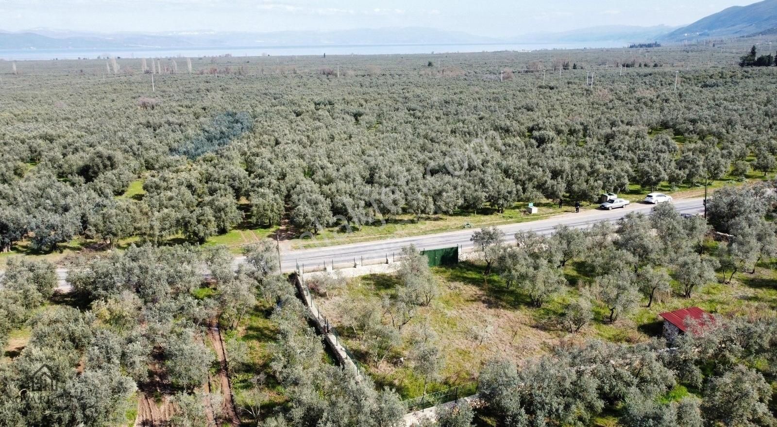 Nova Realty'den Yenisölöz Mahallesinde Asfalt Cepheli Zeytinlik - Görsel 7