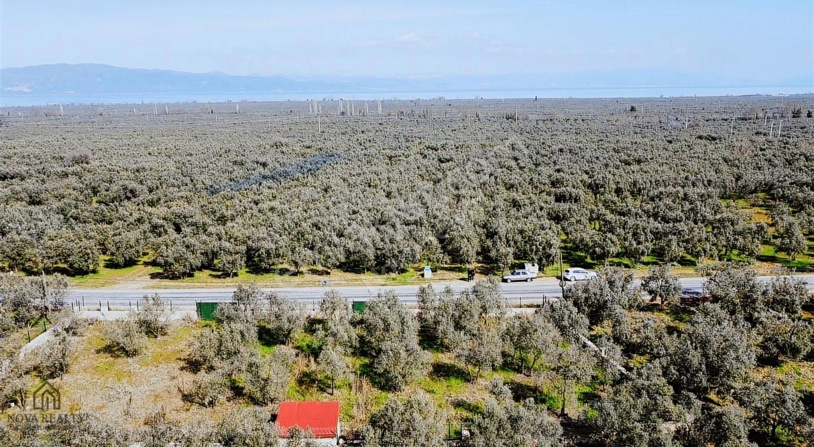 Nova Realty'den Yenisölöz Mahallesinde Asfalt Cepheli Zeytinlik - Görsel 8
