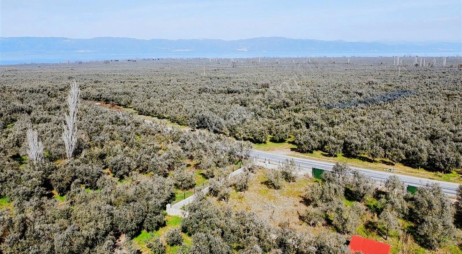 Nova Realty'den Yenisölöz Mahallesinde Asfalt Cepheli Zeytinlik - Görsel 12