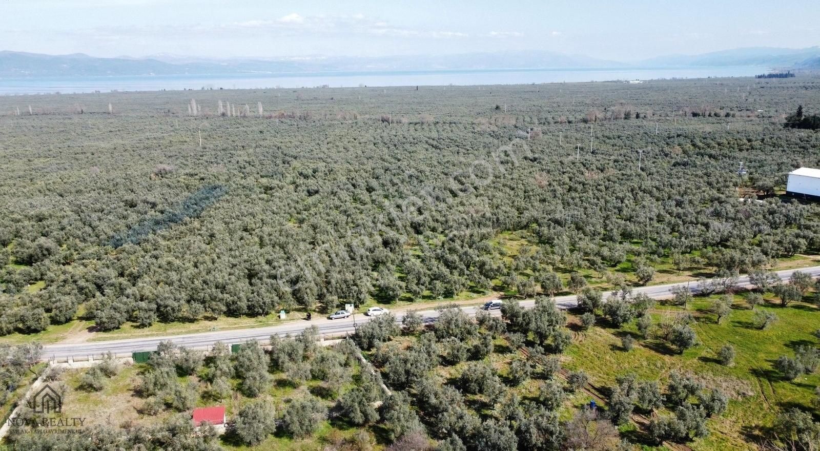 Nova Realty'den Yenisölöz Mahallesinde Asfalt Cepheli Zeytinlik - Görsel 3