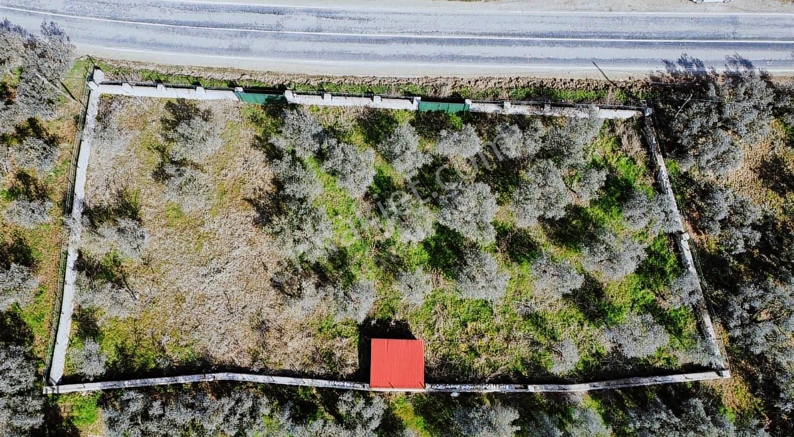 Nova Realty'den Yenisölöz Mahallesinde Asfalt Cepheli Zeytinlik - Görsel 2