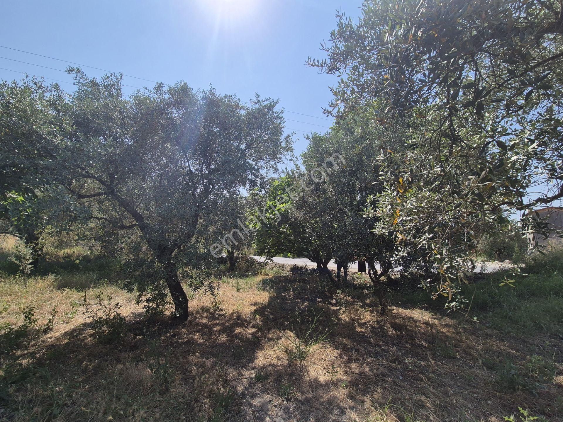 Kuşadası Kirazlı Köyünde Ana Caddeye Cepheli Tarla - Görsel 3