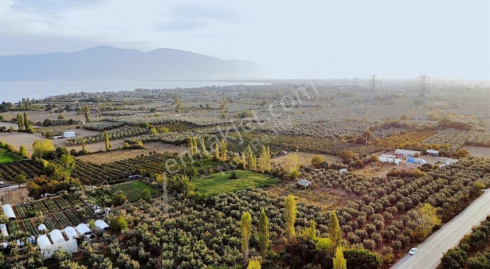 Nova Realty'den İznik Asfaltına Cepheli 1787m² Bakımlı Zeytinlik - Görsel 5