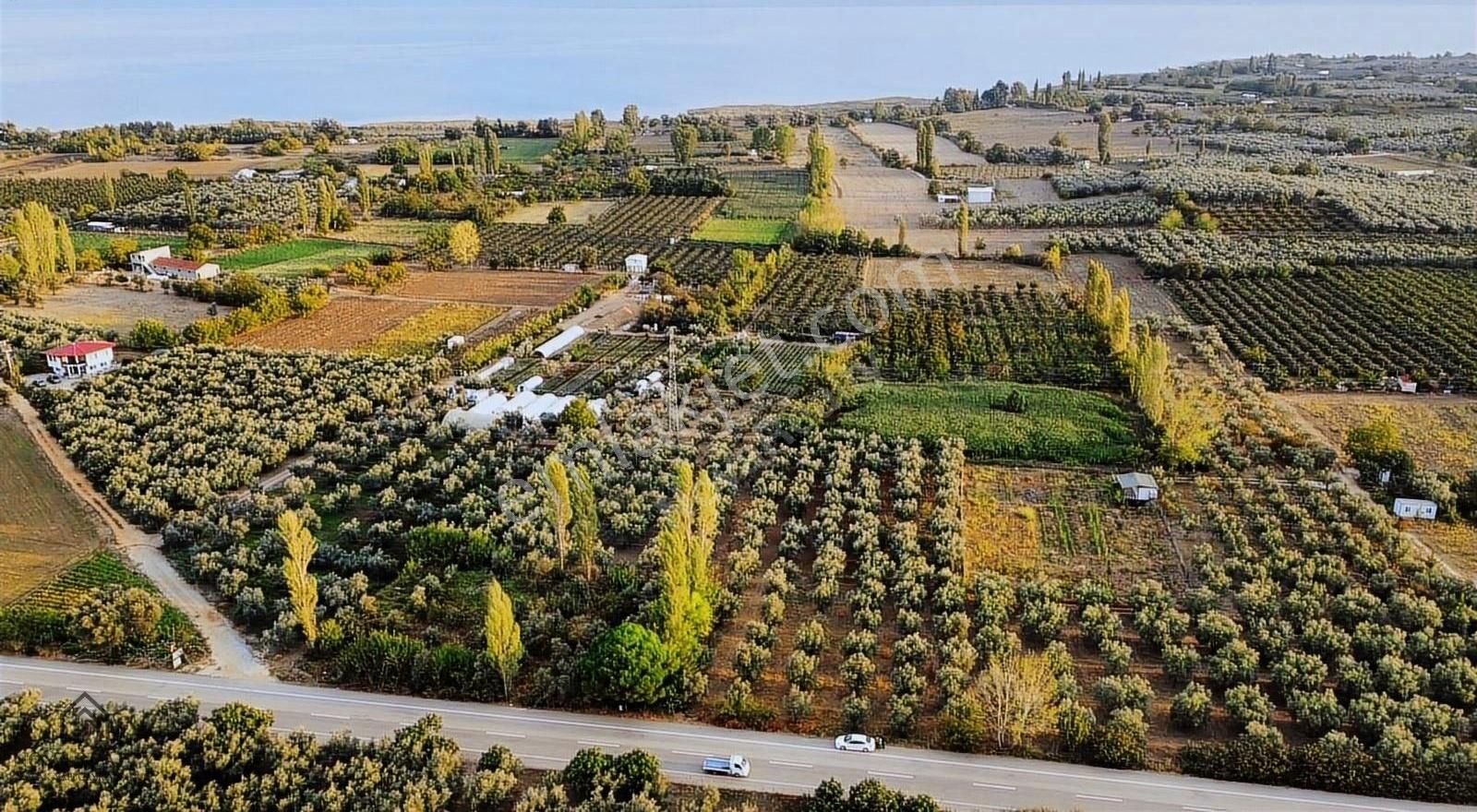 Nova Realty'den İznik Asfaltına Cepheli 1787m² Bakımlı Zeytinlik - Görsel 2