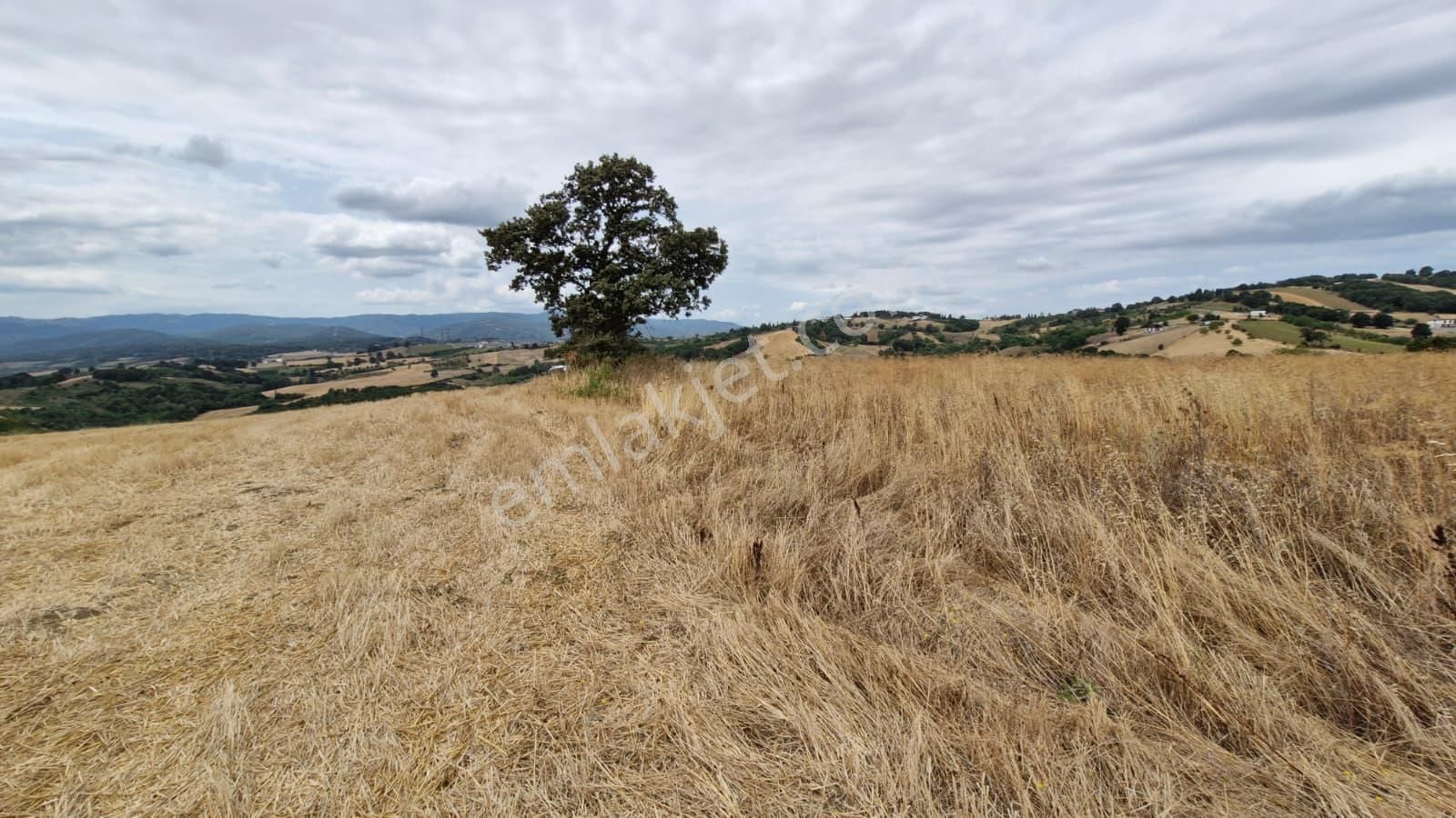 Yalova Altınova Karadere Satılık 5.158 M2 Satılık Tarla