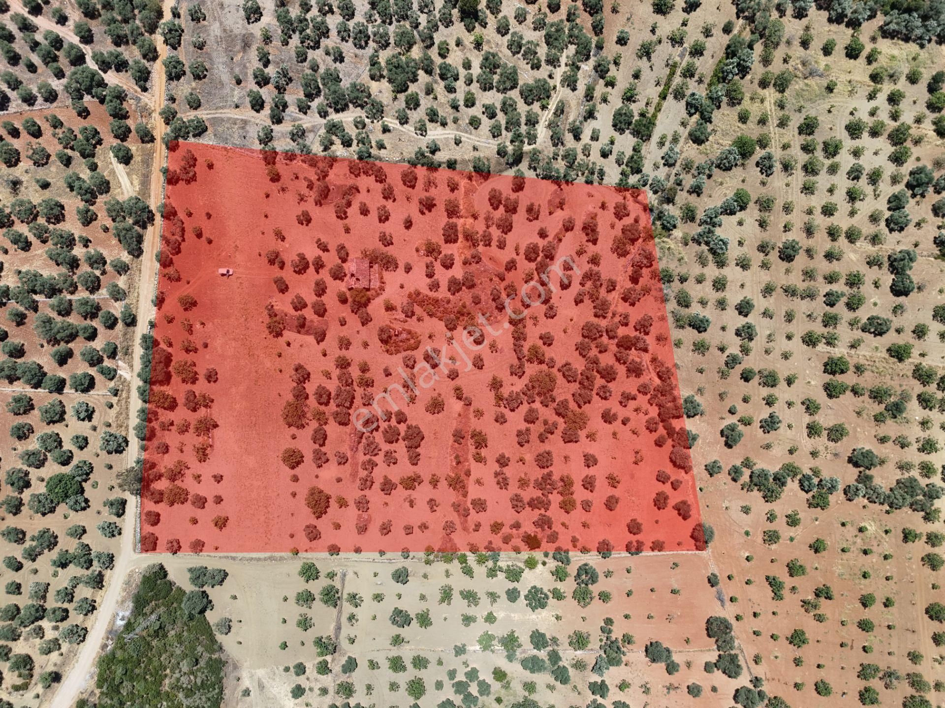 Aydın ,ortaklar Beldesi Balatcık Köyünde Satılık İncir Bahçesi... - Görsel 4