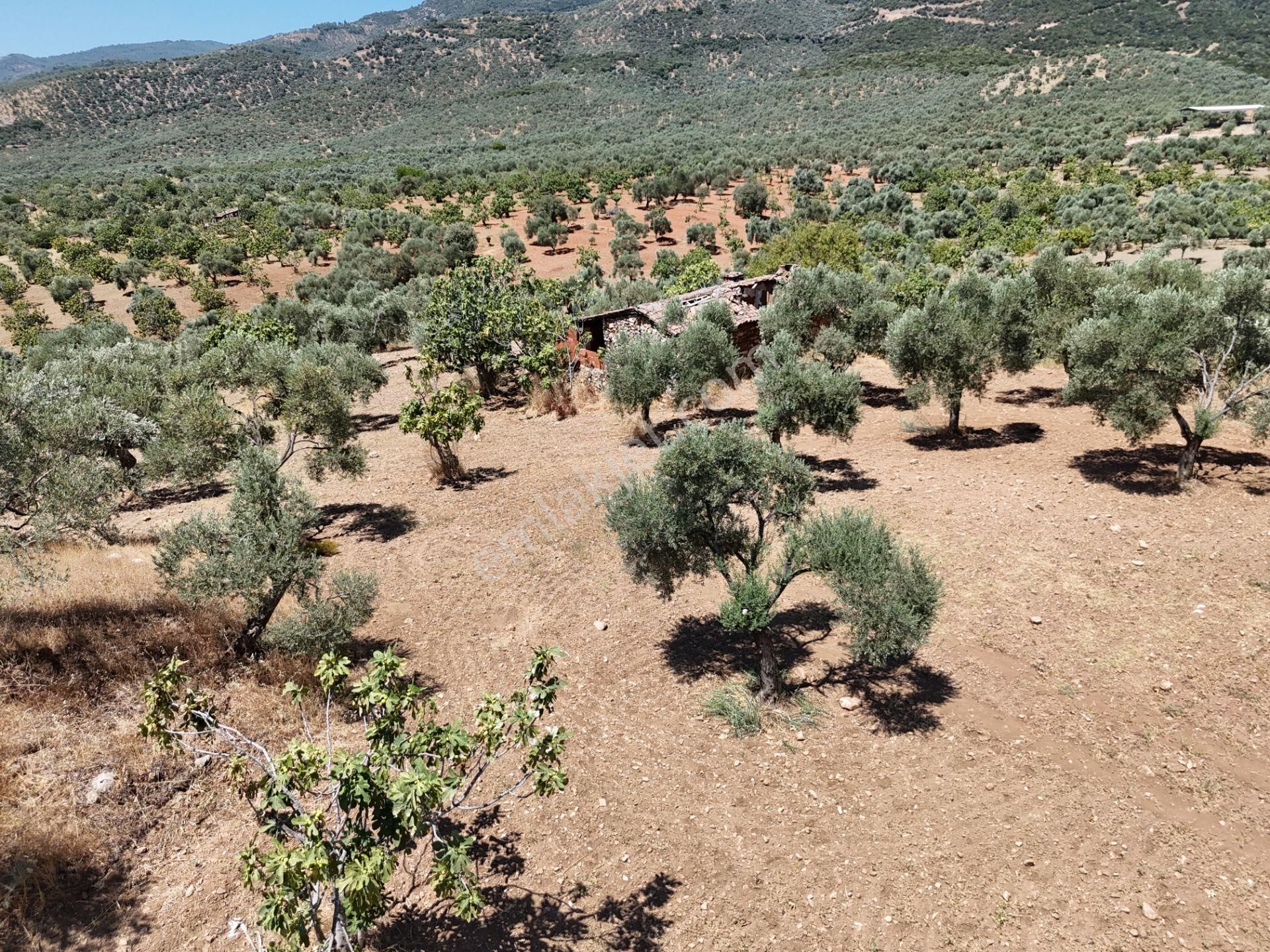 Aydın ,ortaklar Beldesi Balatcık Köyünde Satılık İncir Bahçesi... - Görsel 13