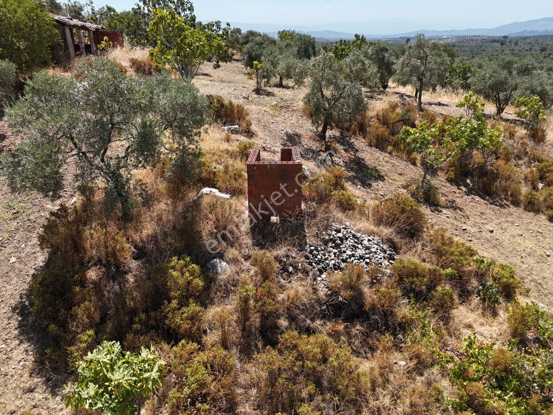 Aydın ,ortaklar Beldesi Balatcık Köyünde Satılık İncir Bahçesi... - Görsel 20