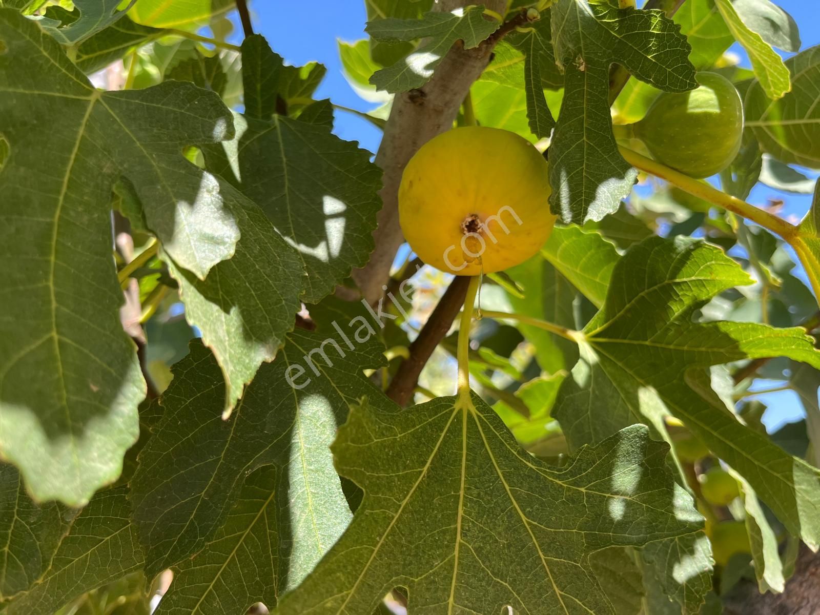 Aydın ,ortaklar Beldesi Balatcık Köyünde Satılık İncir Bahçesi... - Görsel 21