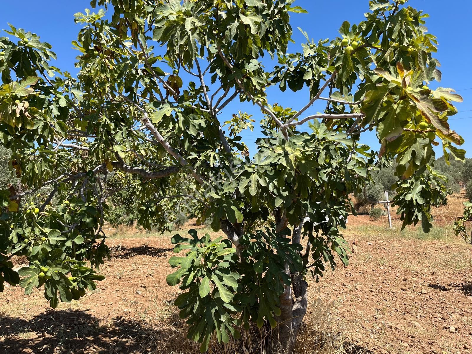 Aydın ,ortaklar Beldesi Balatcık Köyünde Satılık İncir Bahçesi... - Görsel 24
