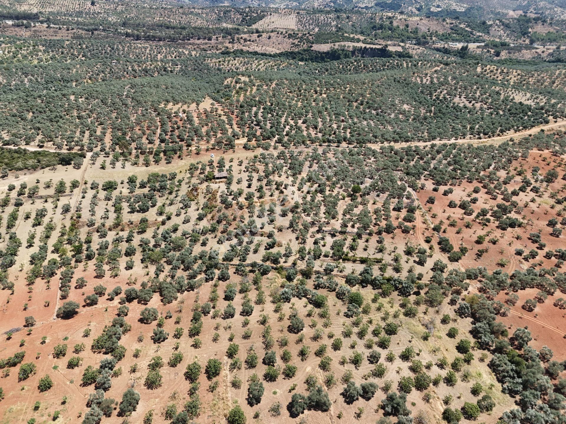 Aydın ,ortaklar Beldesi Balatcık Köyünde Satılık İncir Bahçesi... - Görsel 11