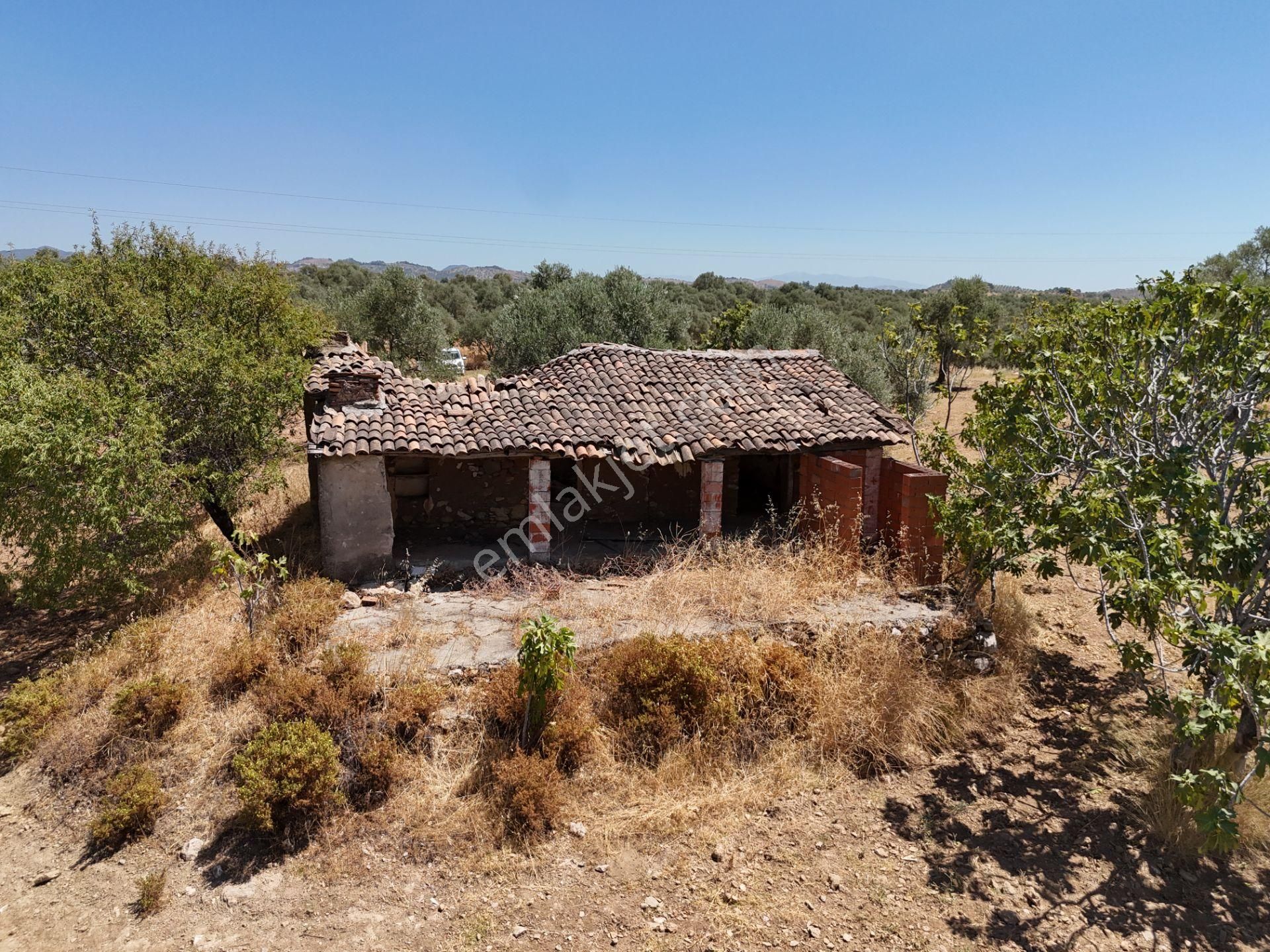 Aydın ,ortaklar Beldesi Balatcık Köyünde Satılık İncir Bahçesi... - Görsel 16