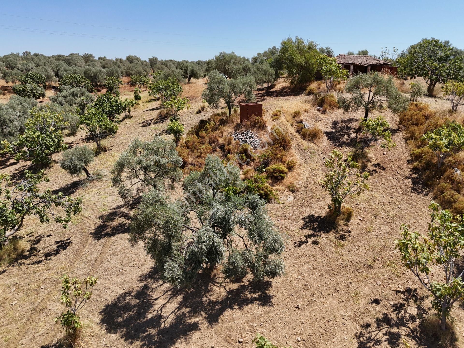 Aydın ,ortaklar Beldesi Balatcık Köyünde Satılık İncir Bahçesi... - Görsel 18