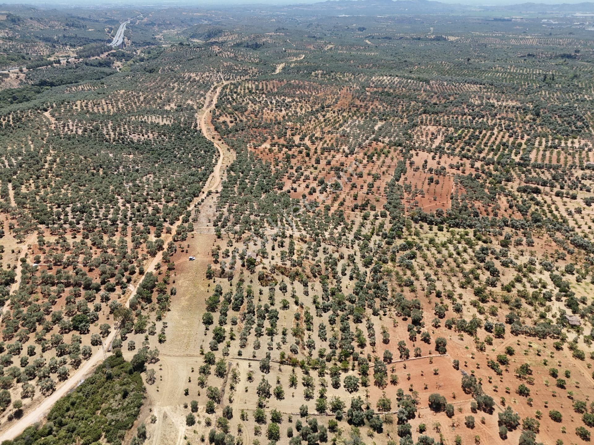 Aydın ,ortaklar Beldesi Balatcık Köyünde Satılık İncir Bahçesi... - Görsel 9