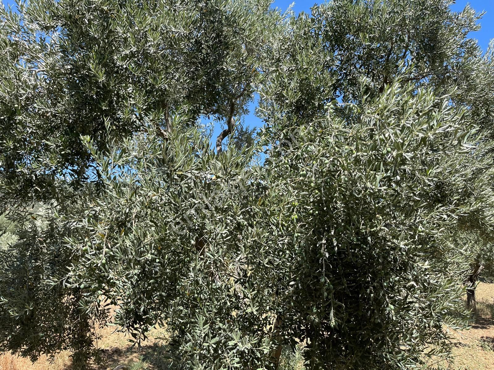 Aydın ,ortaklar Beldesi Balatcık Köyünde Satılık İncir Bahçesi... - Görsel 29