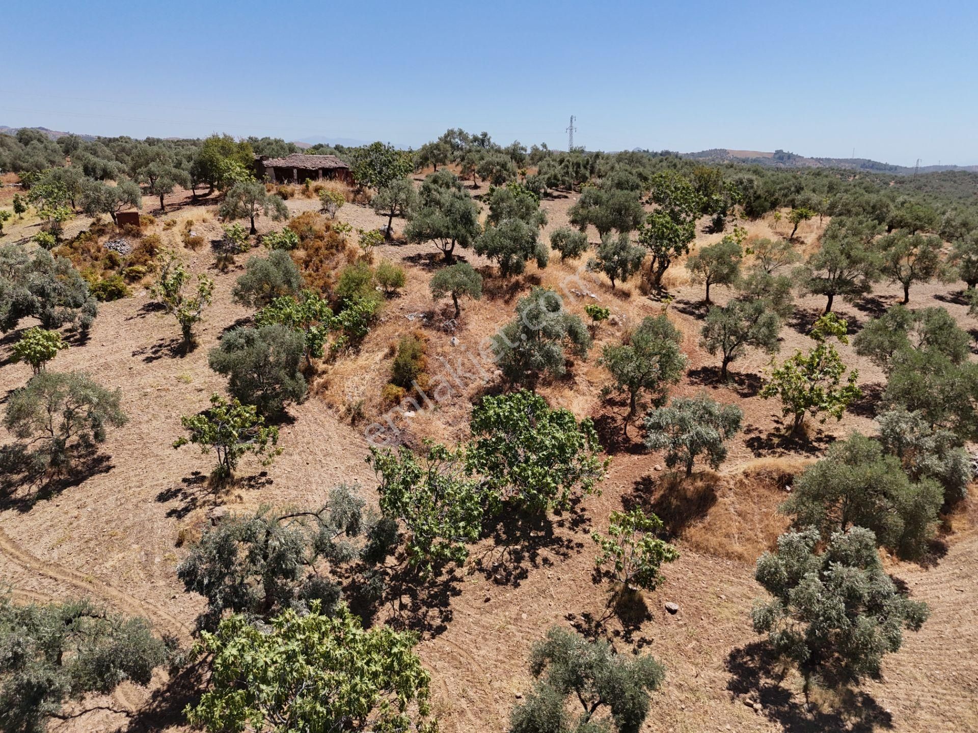 Aydın ,ortaklar Beldesi Balatcık Köyünde Satılık İncir Bahçesi... - Görsel 17