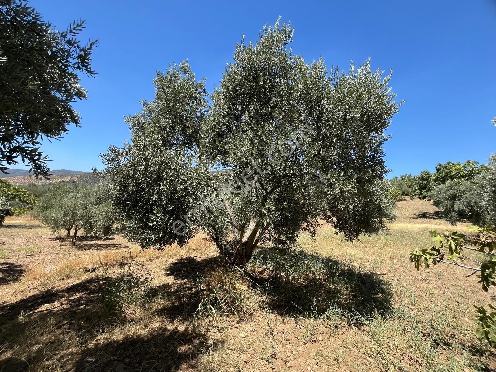 Aydın ,ortaklar Beldesi Balatcık Köyünde Satılık İncir Bahçesi... - Görsel 30