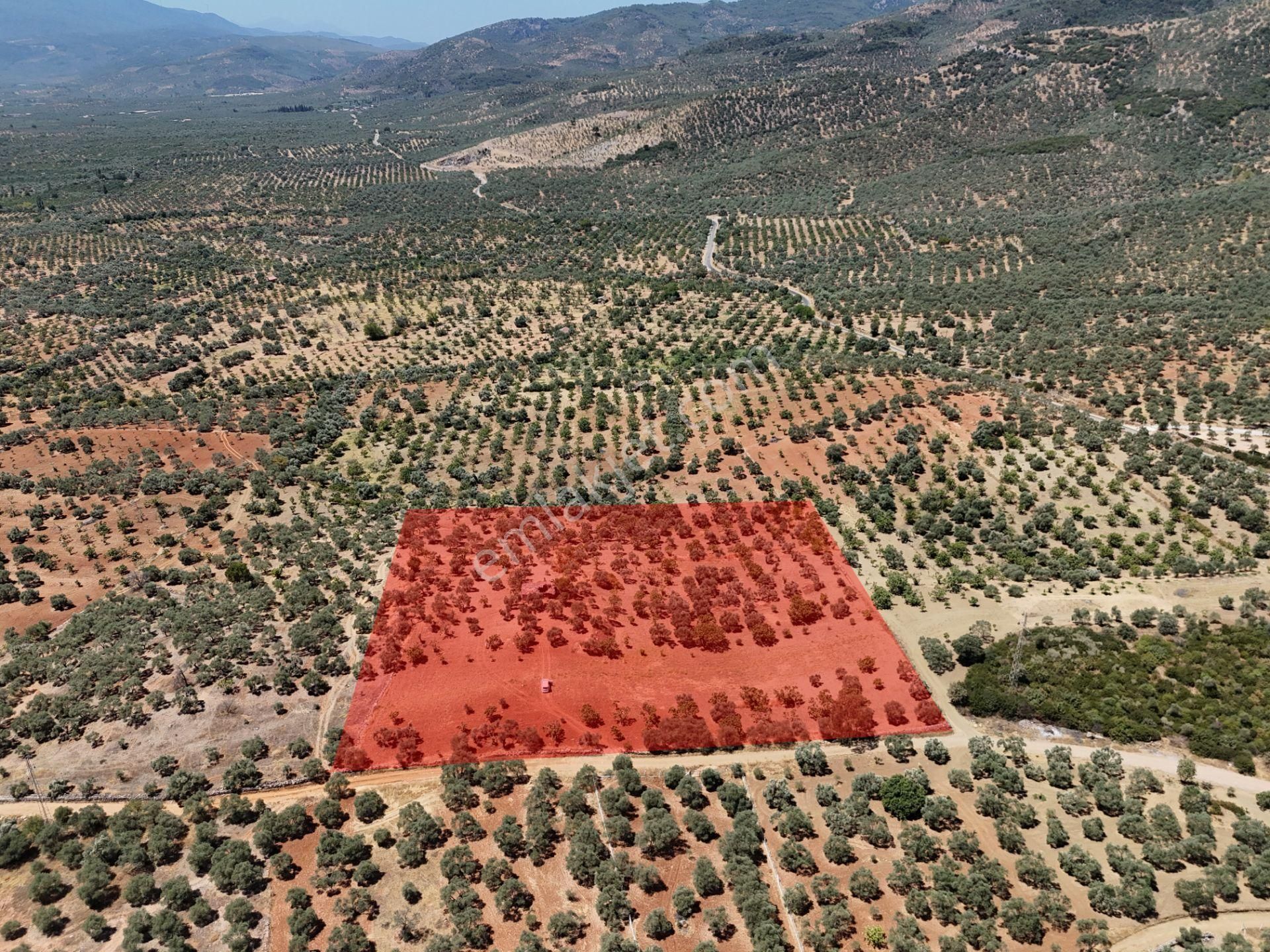 Aydın ,ortaklar Beldesi Balatcık Köyünde Satılık İncir Bahçesi... - Görsel 2