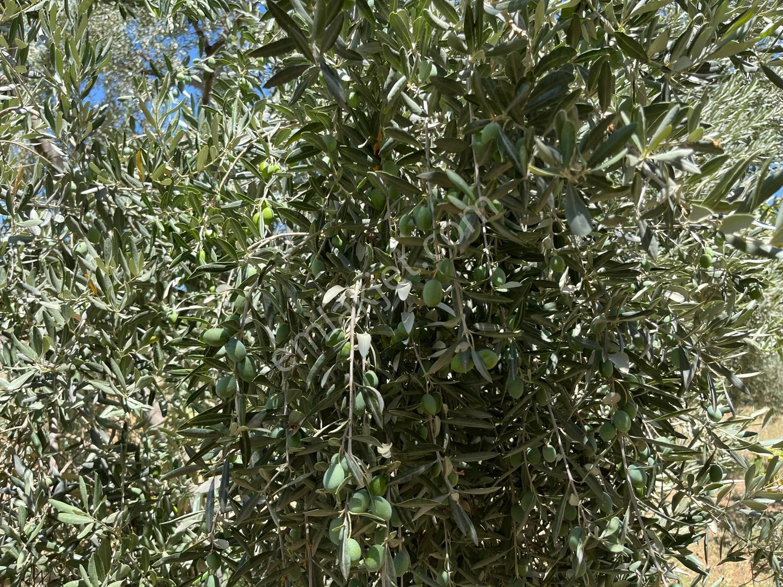 Aydın ,ortaklar Beldesi Balatcık Köyünde Satılık İncir Bahçesi... - Görsel 27